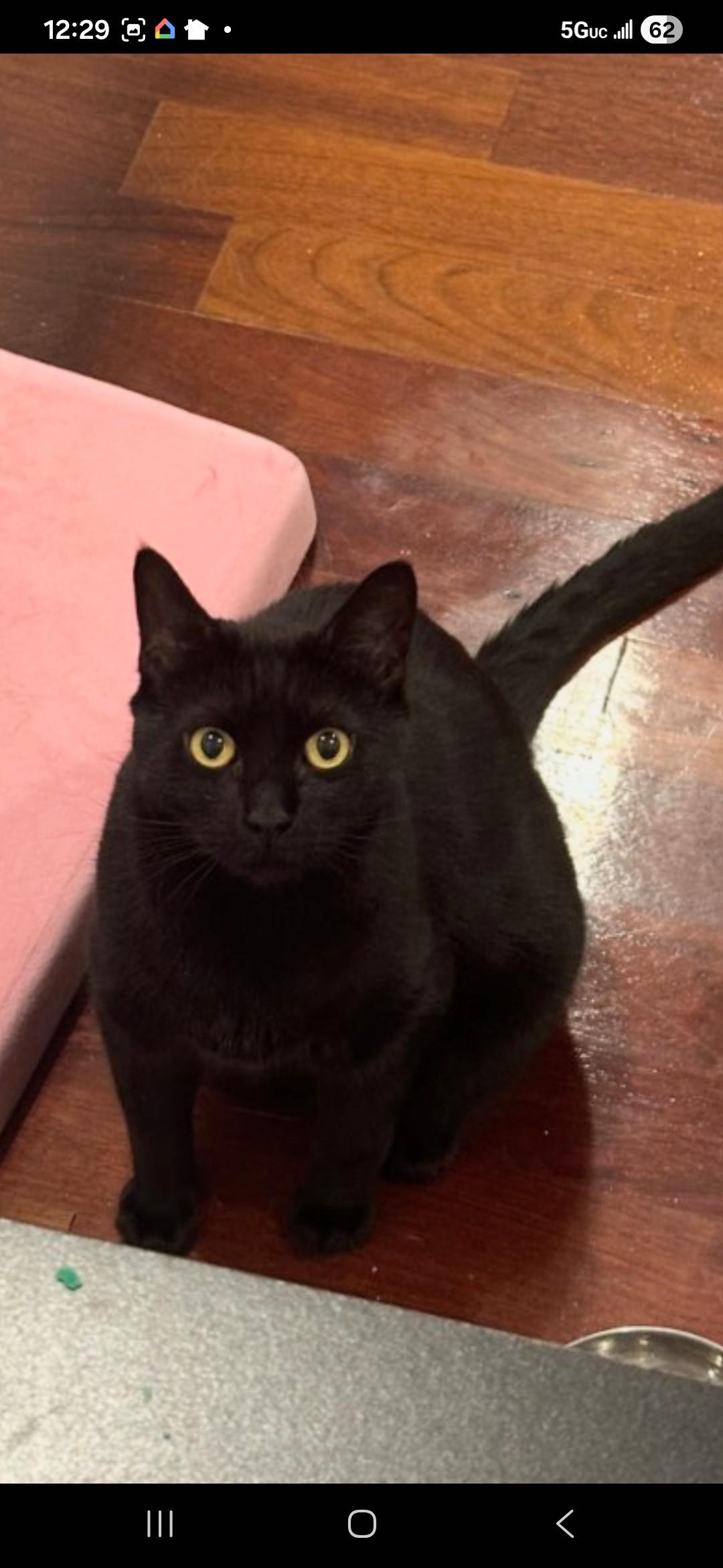 Enlarge Frank-- DECLAWED, an adoptable Domestic Short Hair in New Orleans, LA image 3/4