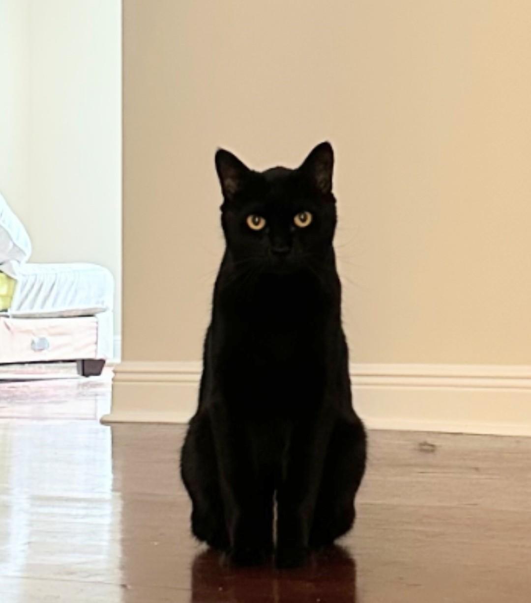 Enlarge Frank-- DECLAWED, an adoptable Domestic Short Hair in New Orleans, LA image 2/4