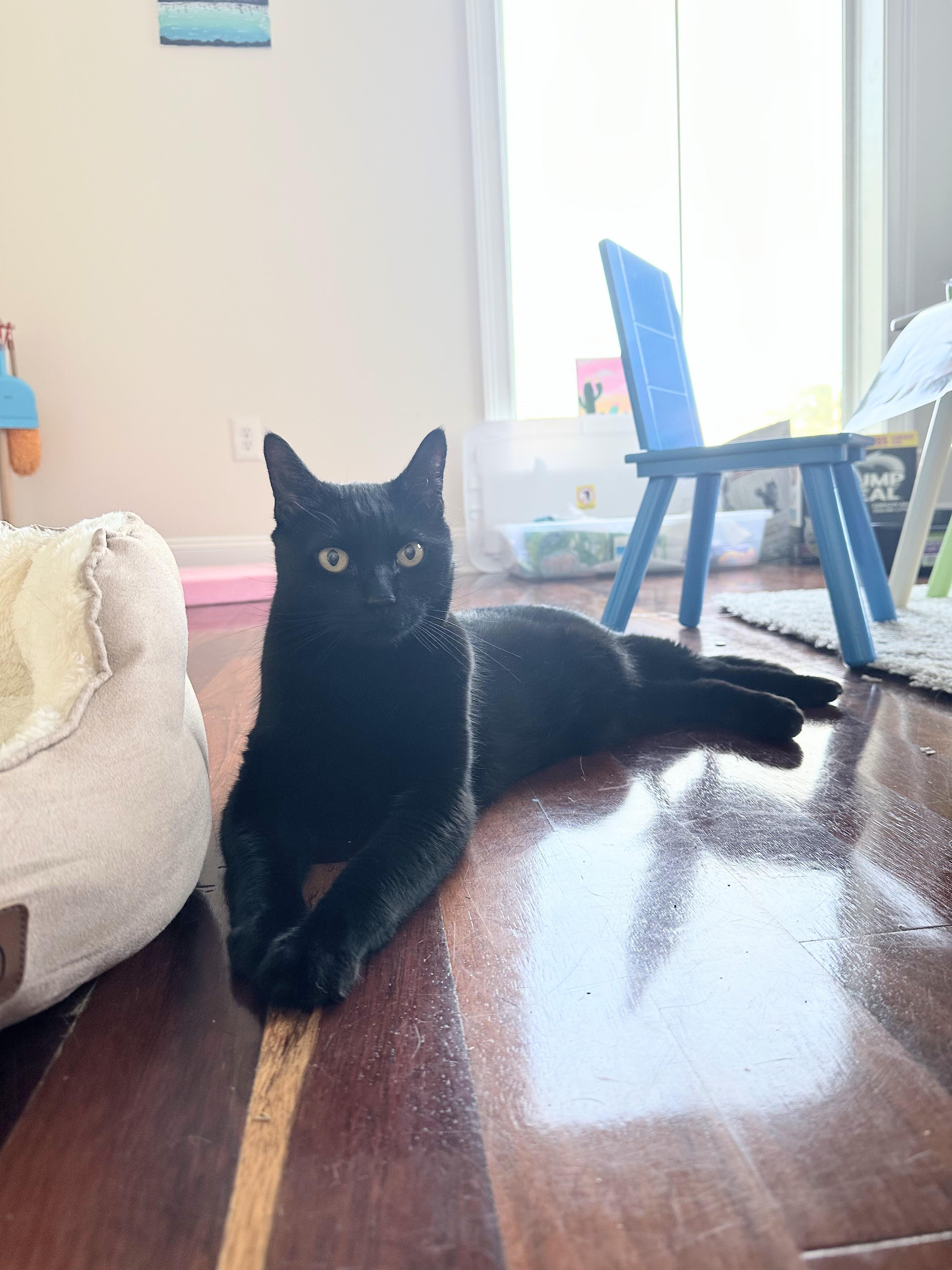 Enlarge Frank-- DECLAWED, an adoptable Domestic Short Hair in New Orleans, LA image 4/4