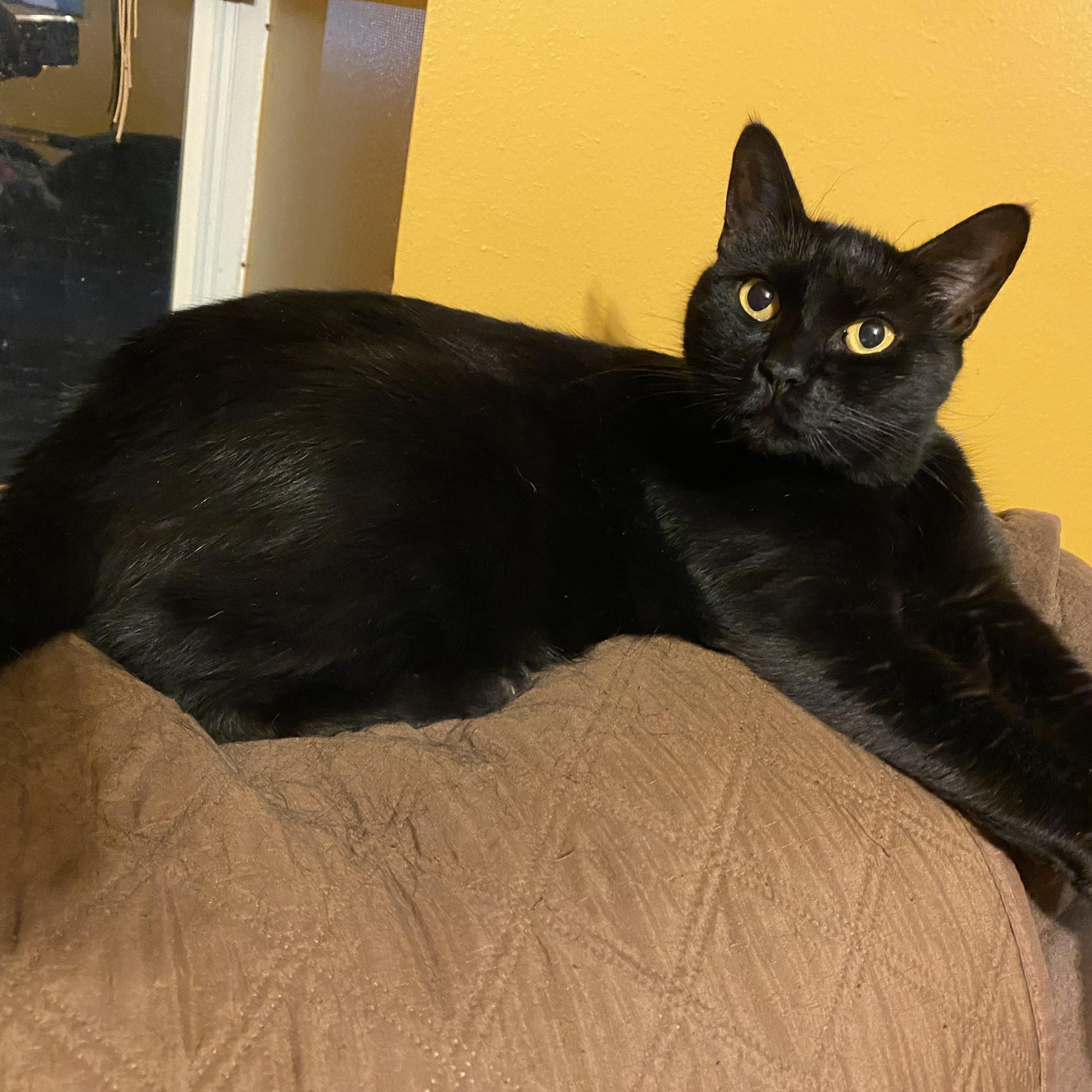 Enlarge Frank-- DECLAWED, an adoptable mixed breed in New Orleans, LA image 6/6