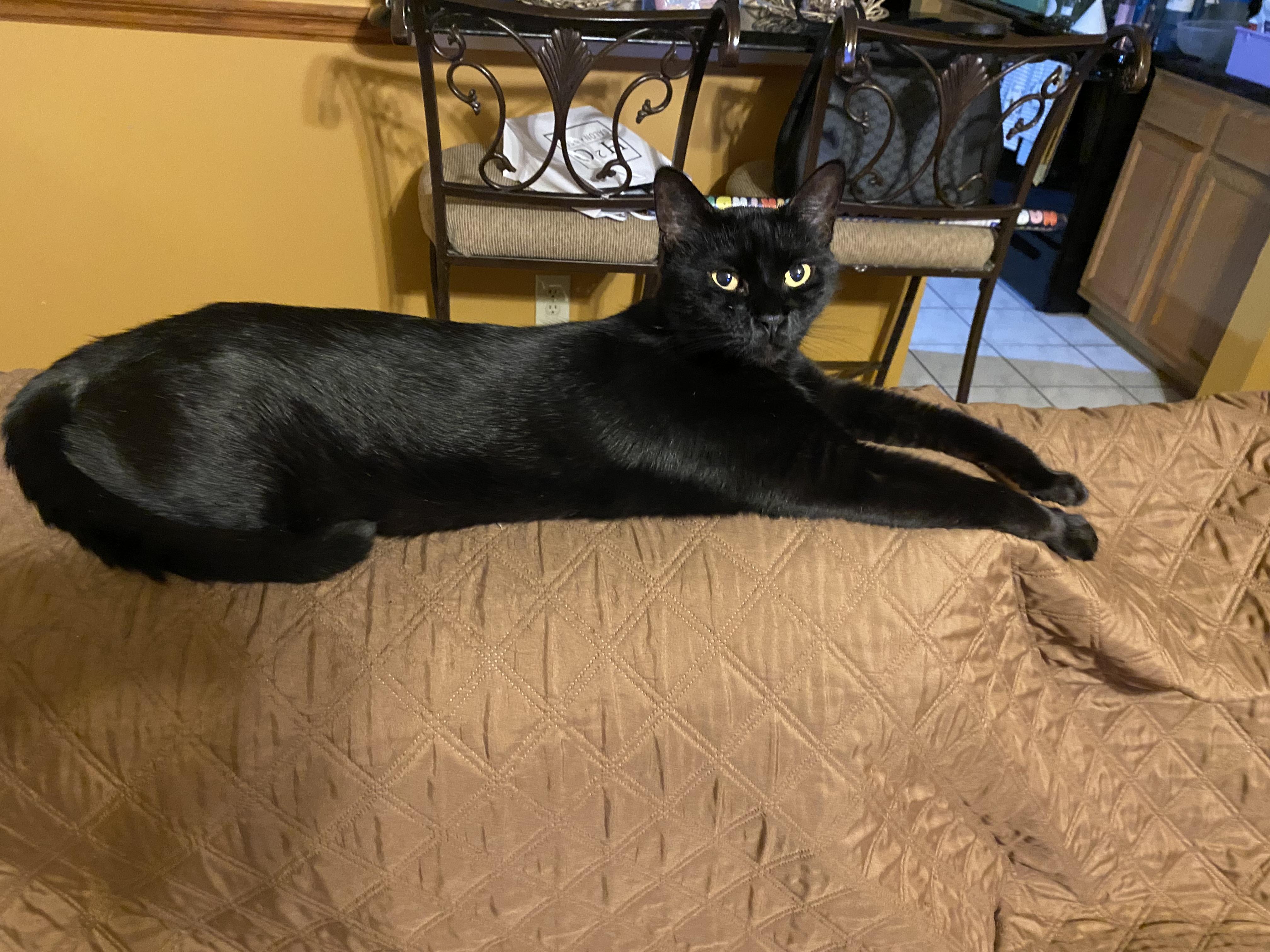 Frank-- DECLAWED, an adoptable Bombay in New Orleans, LA image 5/5