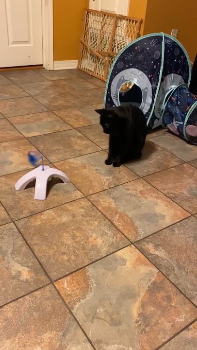 Enlarge Frank-- DECLAWED, an adoptable Domestic Short Hair in New Orleans, LA video 4/4