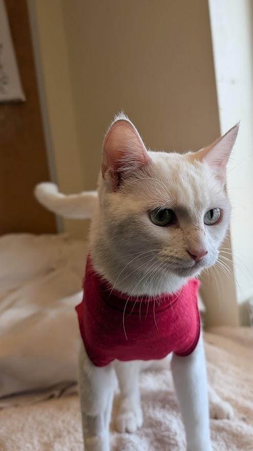 Sauvignon, ADOPTABLE, Adult Female Domestic Short Hair.