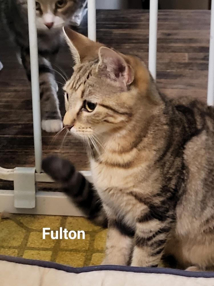Fulton & Parker, Adoptable, Adult Female Domestic Short Hair.