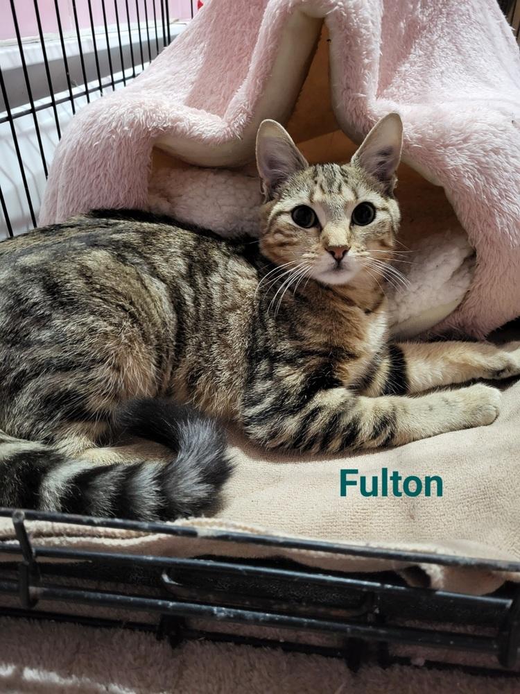 Enlarge Fulton & Parker, a Adoptable mixed breed in Oakville, CT image 2/6