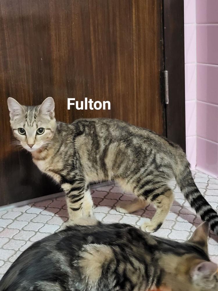 Enlarge Fulton & Parker, a Adoptable mixed breed in Oakville, CT image 3/6