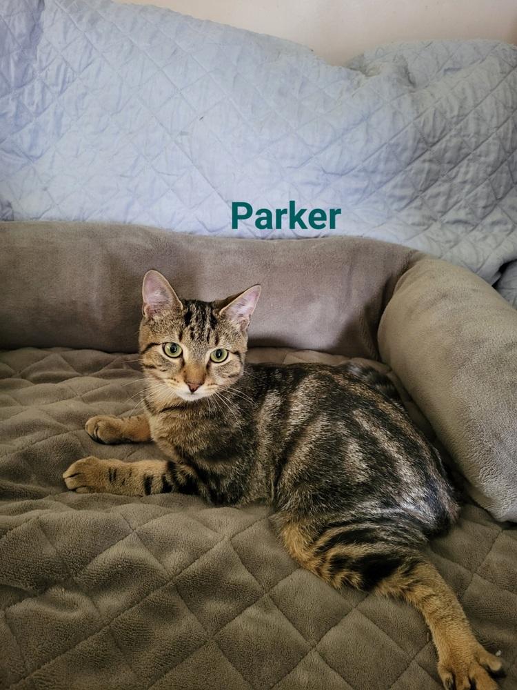 Enlarge Fulton & Parker, a Adoptable mixed breed in Oakville, CT image 4/6