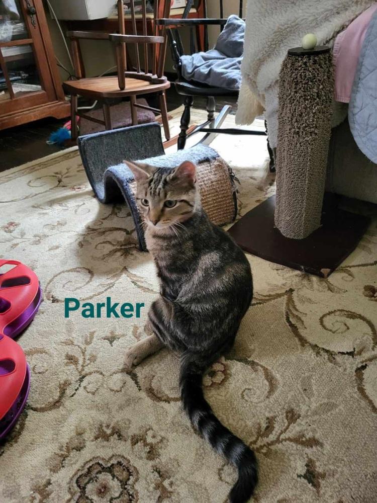 Enlarge Fulton & Parker, a Adoptable mixed breed in Oakville, CT image 5/6