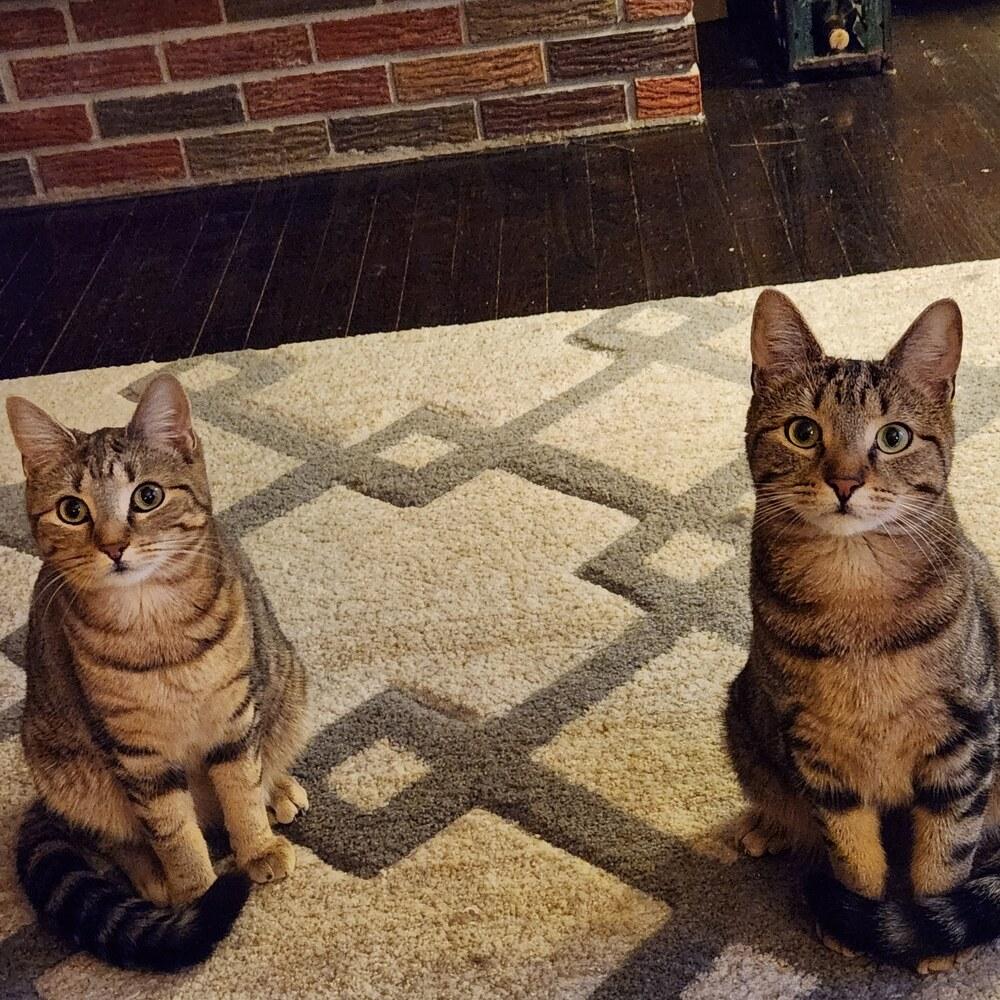 Enlarge Fulton & Parker, a Adoptable mixed breed in Oakville, CT image 6/6