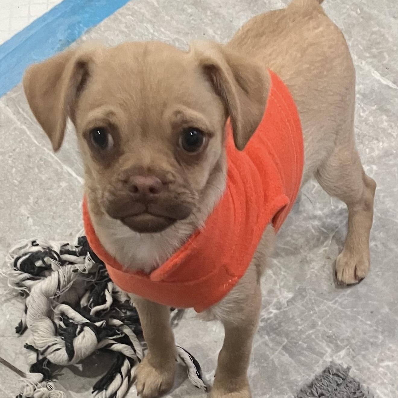 Enlarge Juno, a ADOPTABLE mixed breed in Santa Monica, CA image 2/5