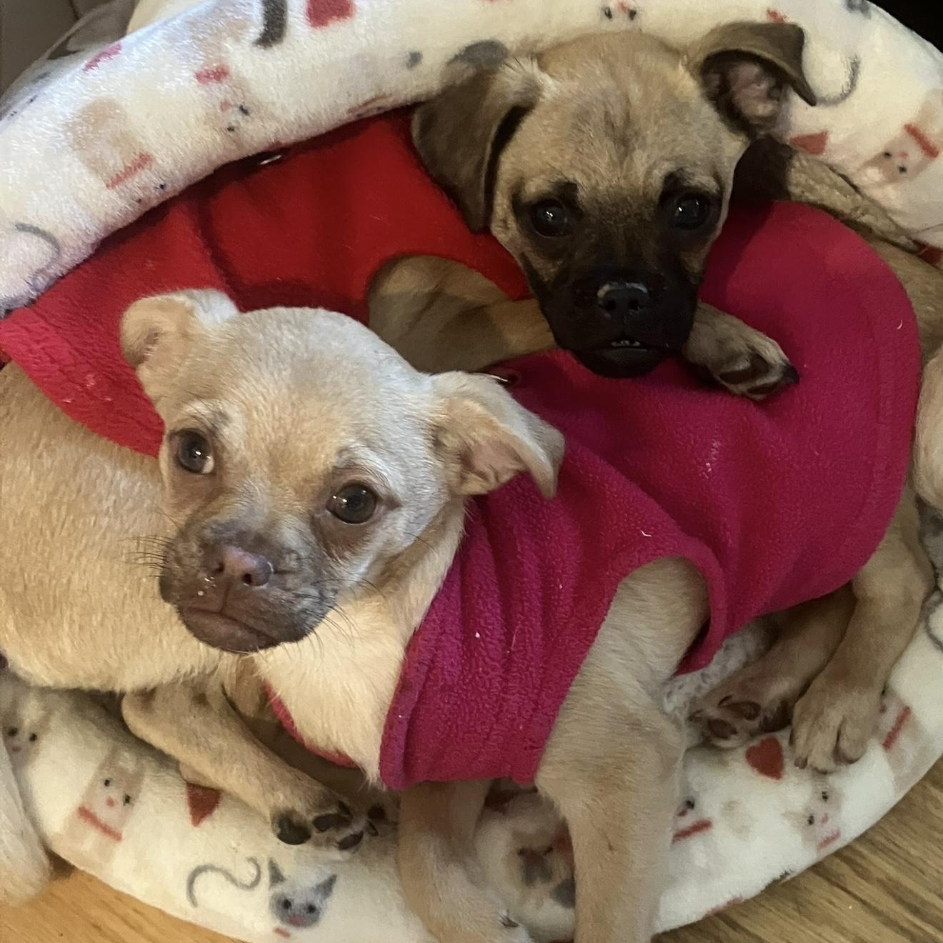 Enlarge Juno, a ADOPTABLE mixed breed in Santa Monica, CA image 4/5