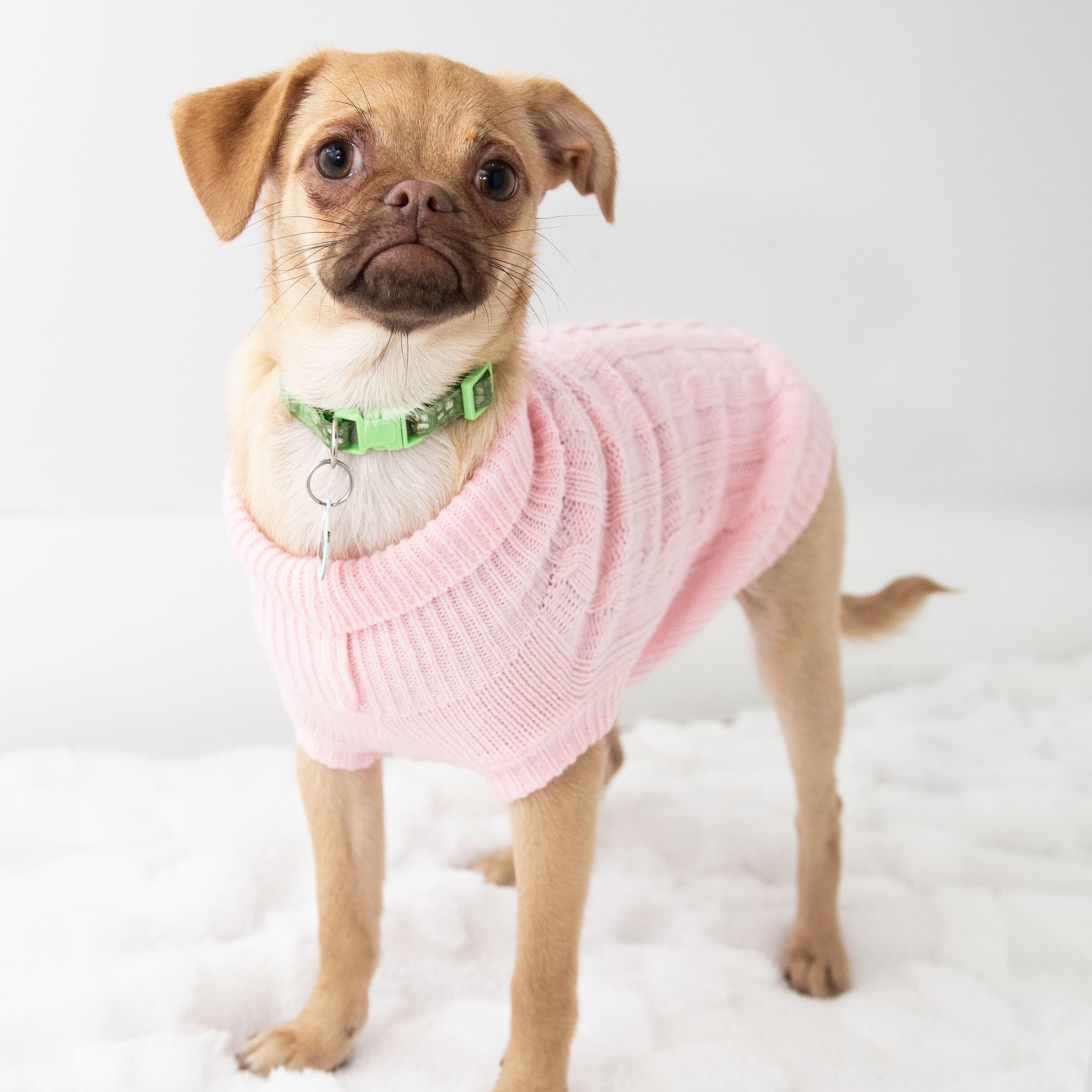 Enlarge Juno, a ADOPTABLE mixed breed in Santa Monica, CA image 3/5