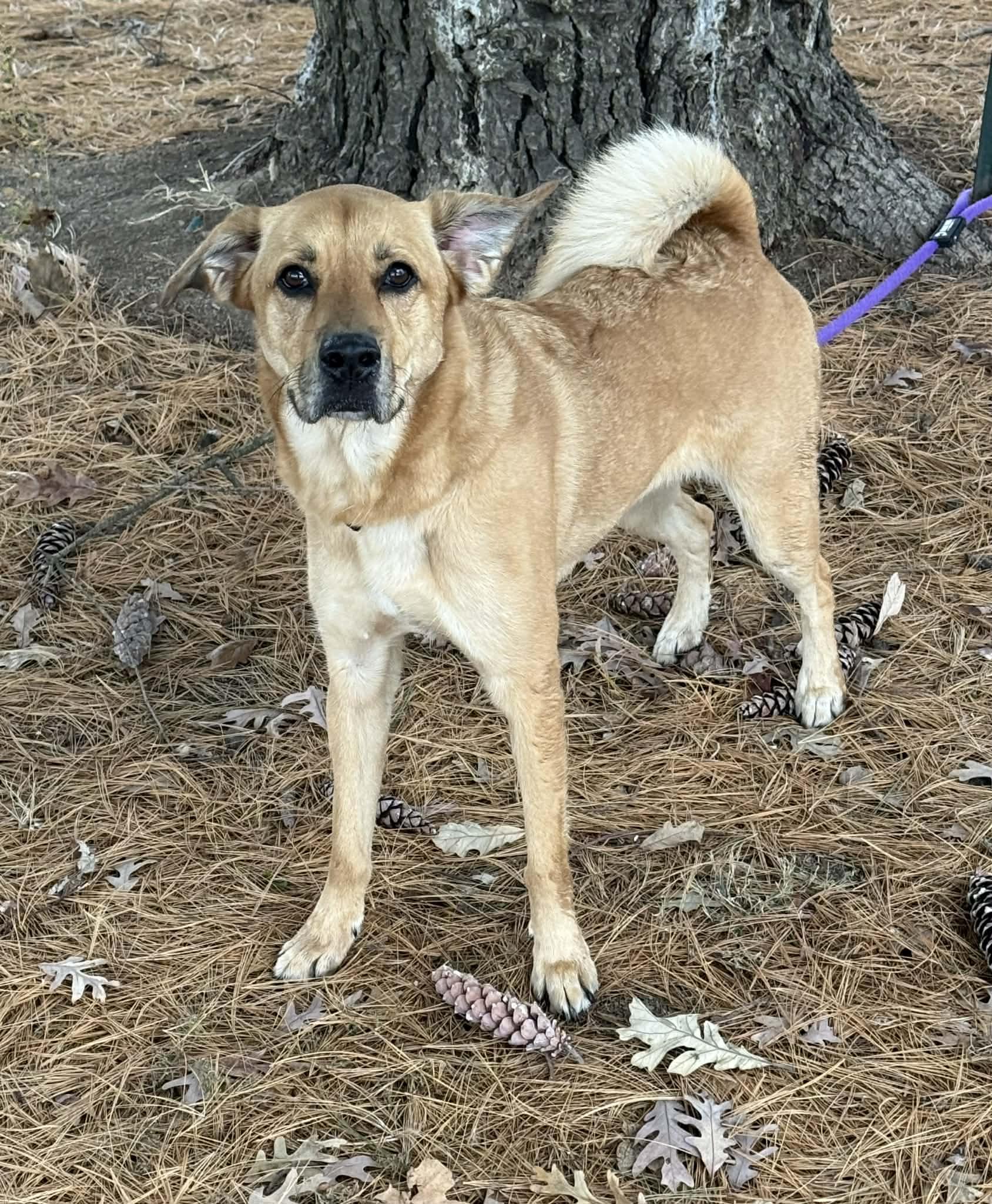 Enlarge Zola, an adoptable mixed breed in Springfield, IL image 3/5