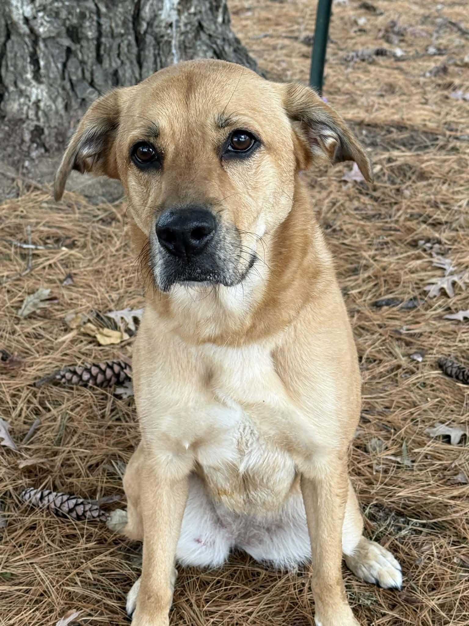 Enlarge Zola, an adoptable mixed breed in Springfield, IL image 4/5