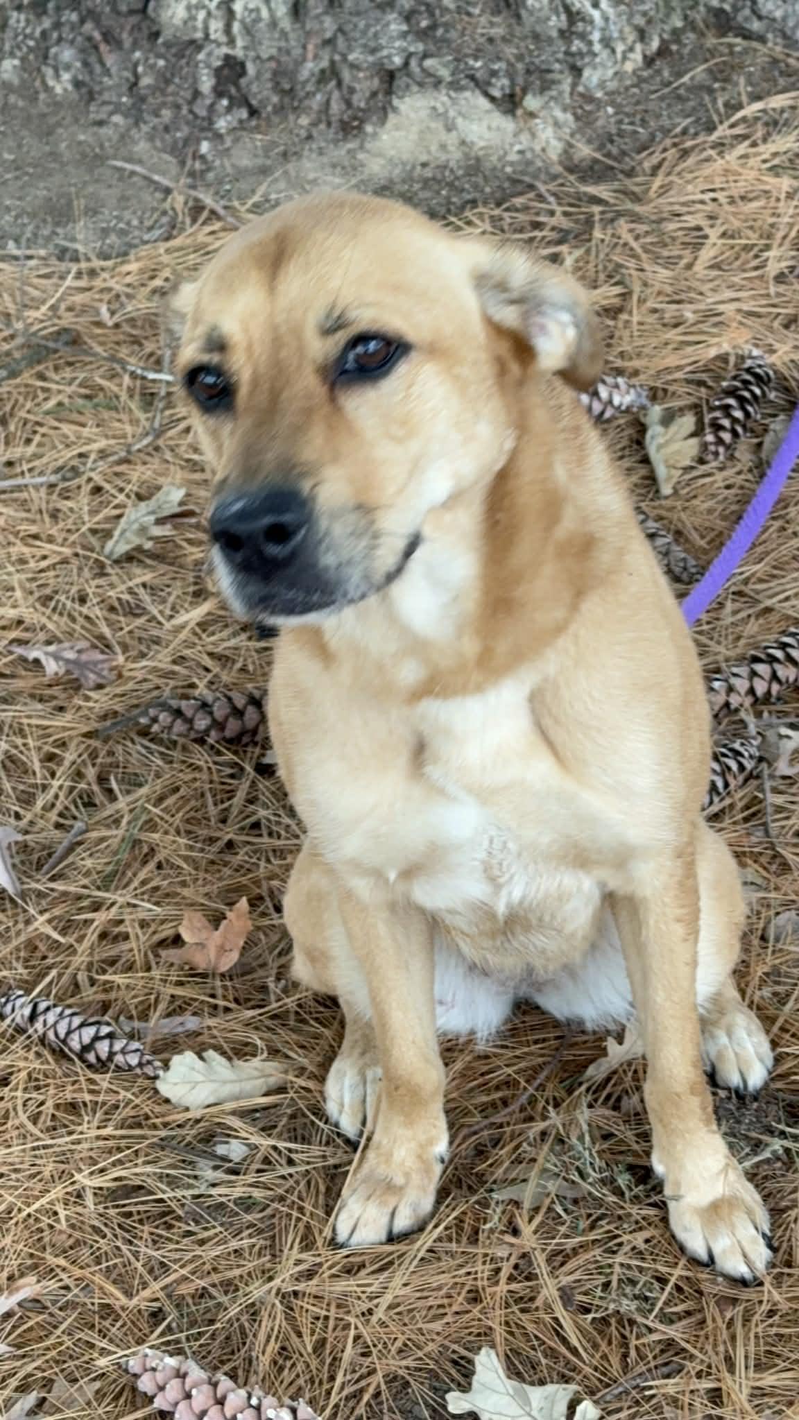 Enlarge Zola, an adoptable mixed breed in Springfield, IL image 2/5