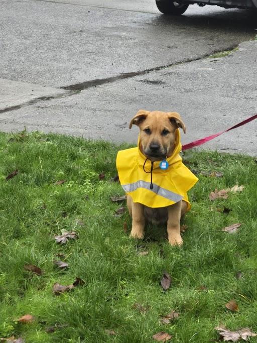 Gravy, adopted, Puppy Male Shepherd.