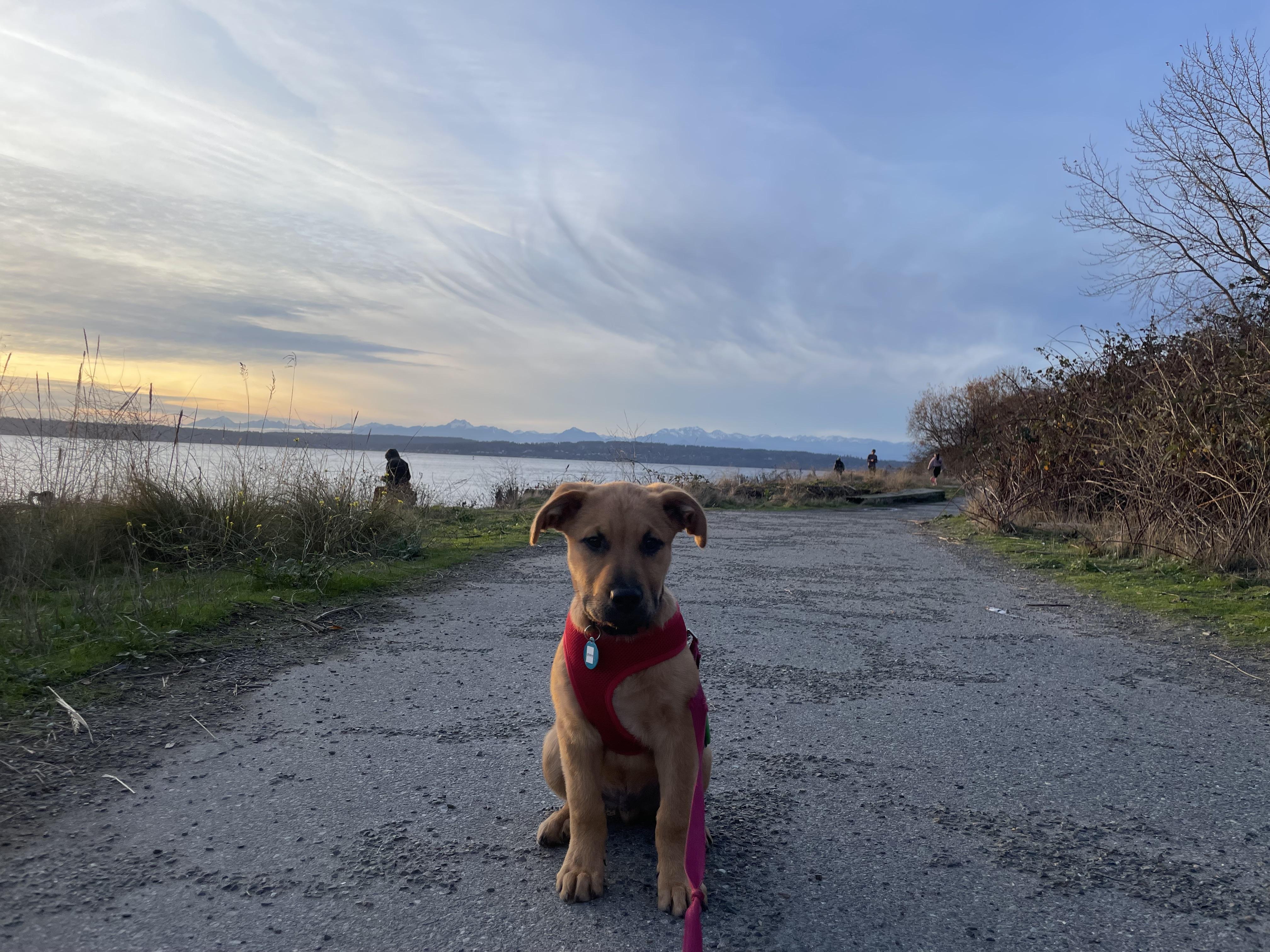 Enlarge Gravy, an adopted mixed breed in Seattle, WA image 2/2