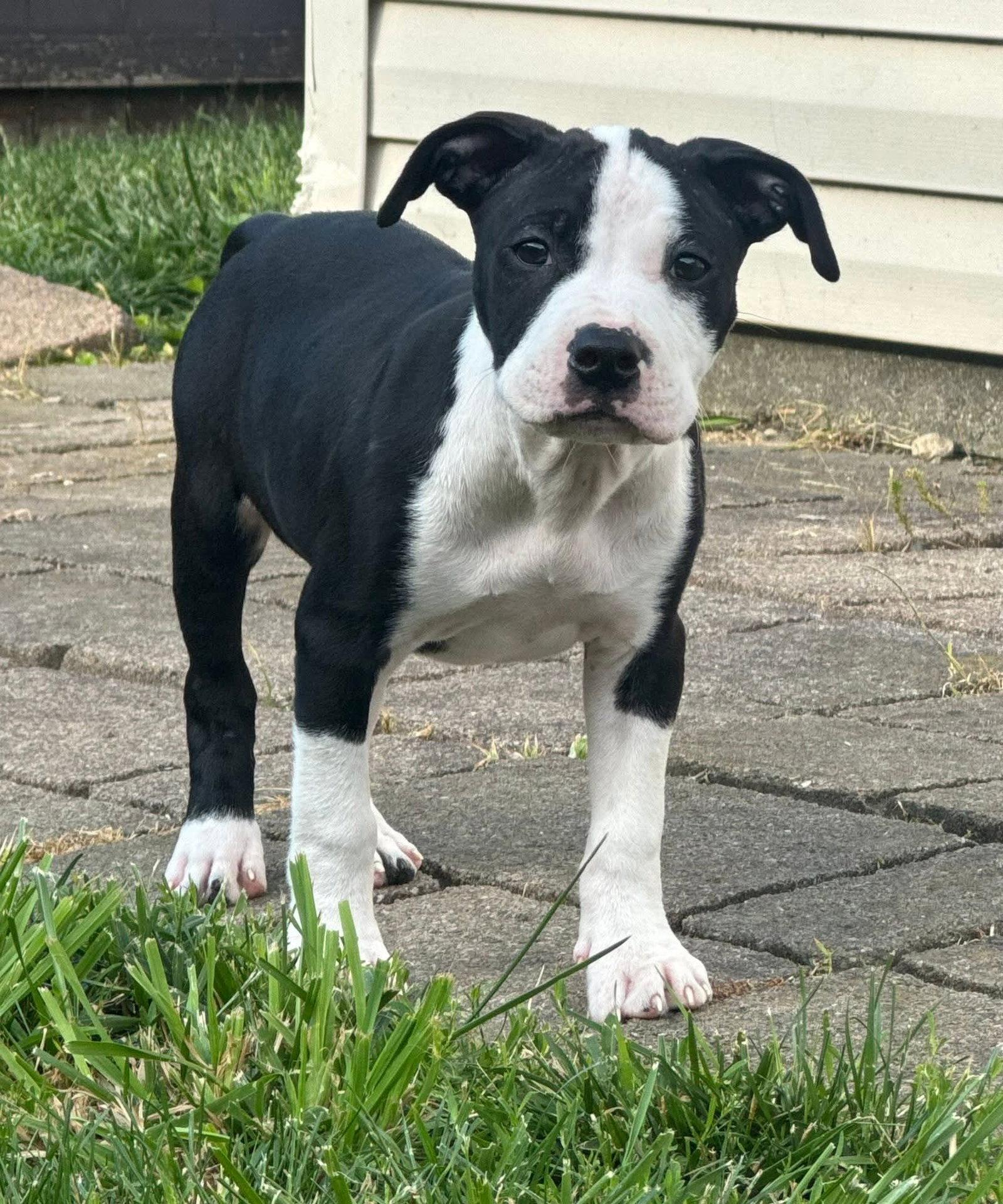 Delilah, a Adoptable Pit Bull Terrier in Belleville, MI image 1/2