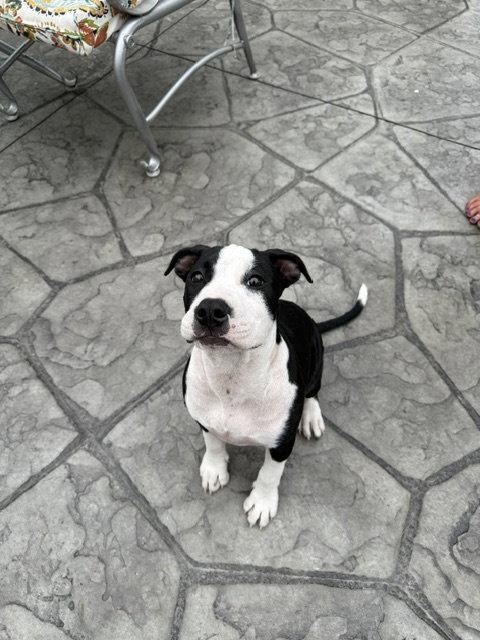 Enlarge Delilah, a Adoptable Pit Bull Terrier in Belleville, MI image 2/3