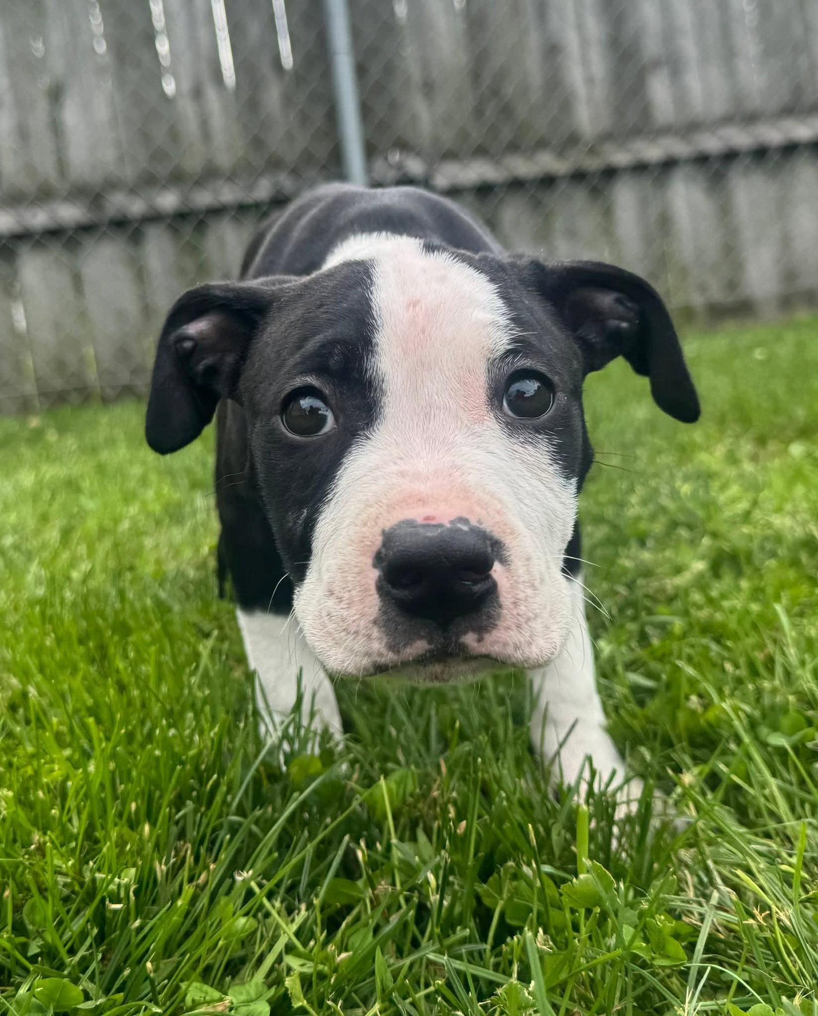 Delilah, a Adoptable Pit Bull Terrier in Belleville, MI image 2/2