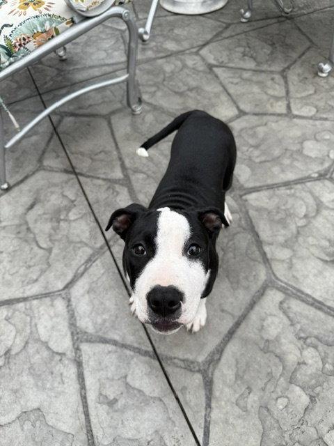 Enlarge Delilah, a Adoptable Pit Bull Terrier in Belleville, MI image 3/3