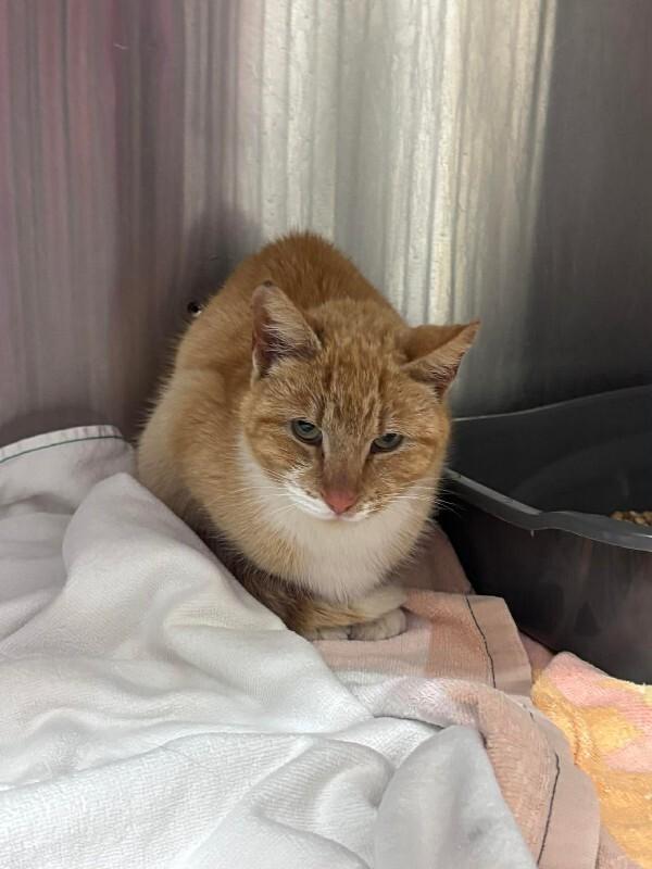 Enlarge Unknown, a Adoptable Domestic Short Hair in Burgaw, NC image 1/1