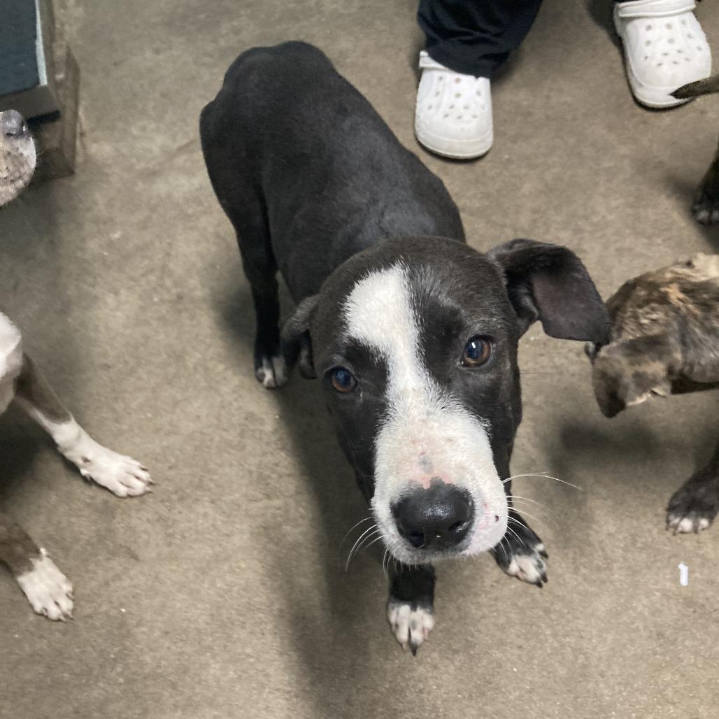 Kyrie, Adoptable, Young Female Mountain Cur.