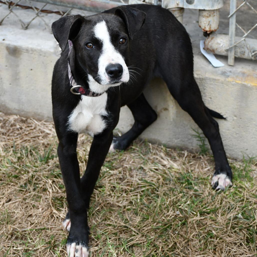 Enlarge Kyrie, a Adoptable Mountain Cur in Beaumont, TX image 2/5