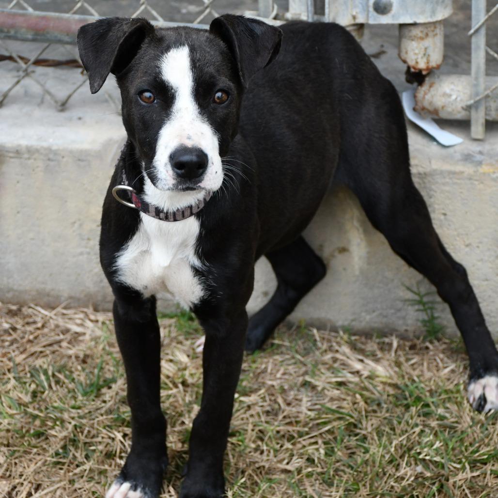 Enlarge Kyrie, a Adoptable Mountain Cur in Beaumont, TX image 3/5