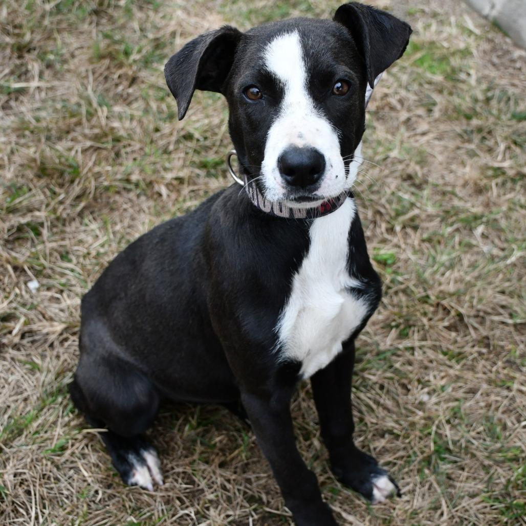 Enlarge Kyrie, a Adoptable Mountain Cur in Beaumont, TX image 5/5