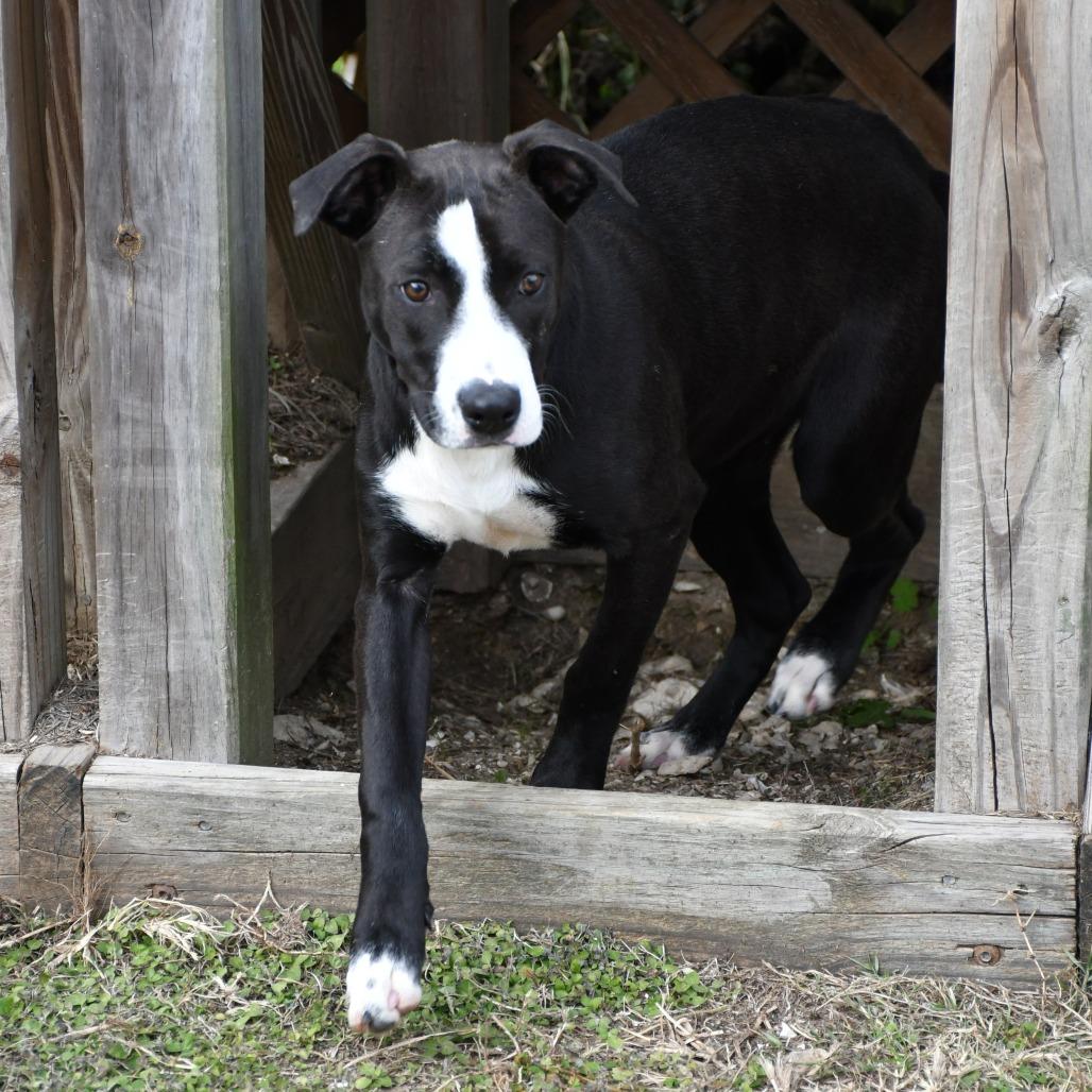 Enlarge Kyrie, a Adoptable Mountain Cur in Beaumont, TX image 6/6