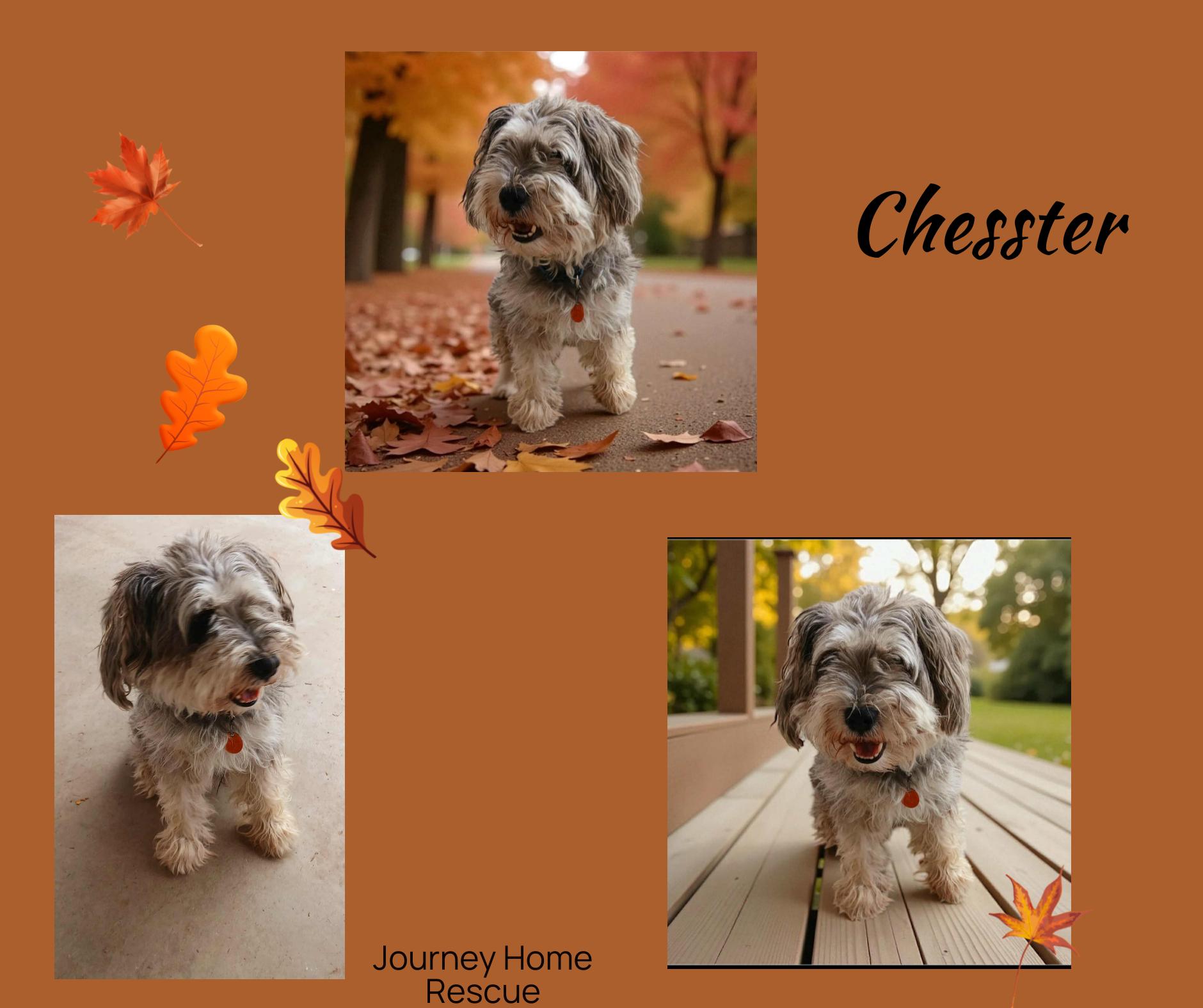Chesster, Adoptable, Adult Male Schnauzer.
