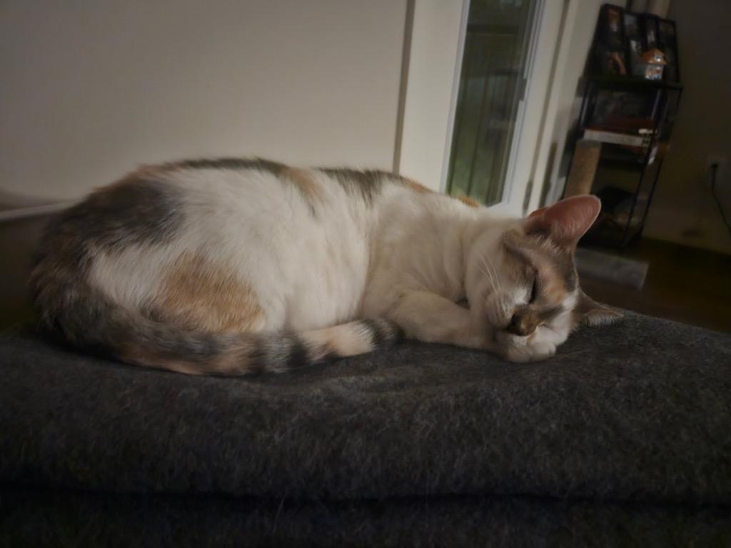 Enlarge Daphne, a Adoptable Domestic Short Hair in Augusta, GA image 1/6