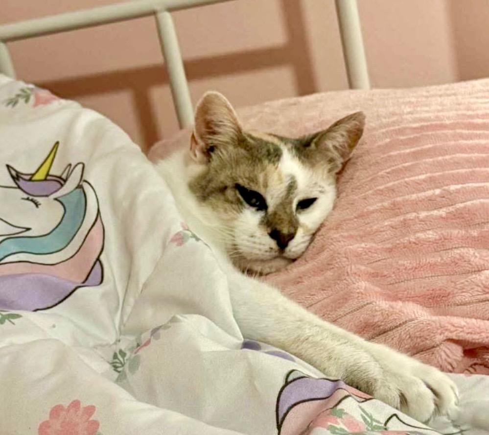 Enlarge Daphne, a Adoptable Domestic Short Hair in Augusta, GA image 2/6