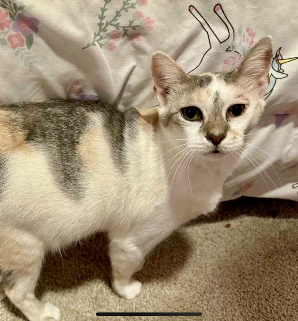 Enlarge Daphne, a Adoptable Domestic Short Hair in Augusta, GA image 3/6