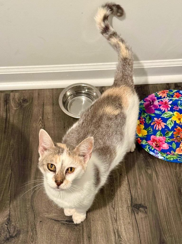 Daphne, a Adoptable Domestic Short Hair in Augusta, GA image 5/5