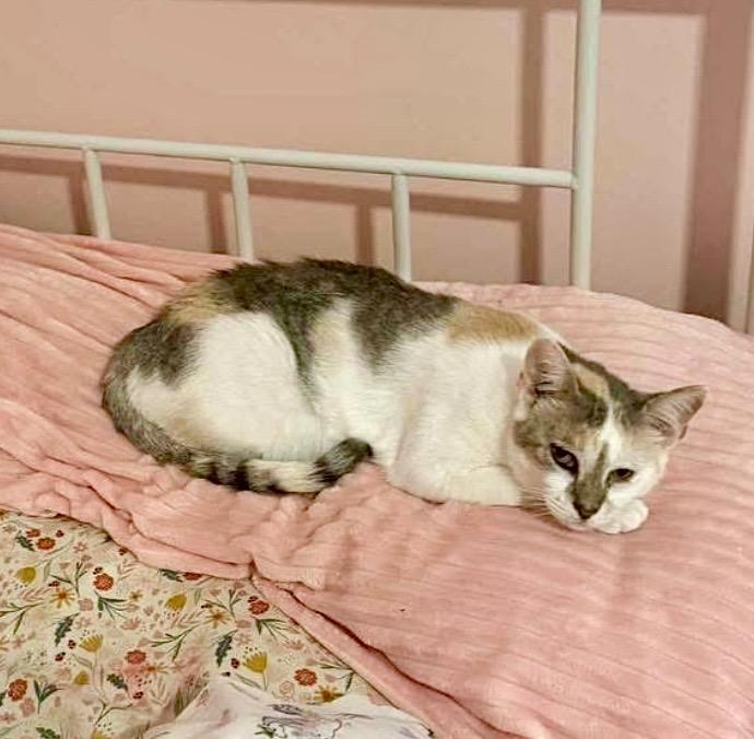 Enlarge Daphne, a Adoptable Domestic Short Hair in Augusta, GA image 5/6