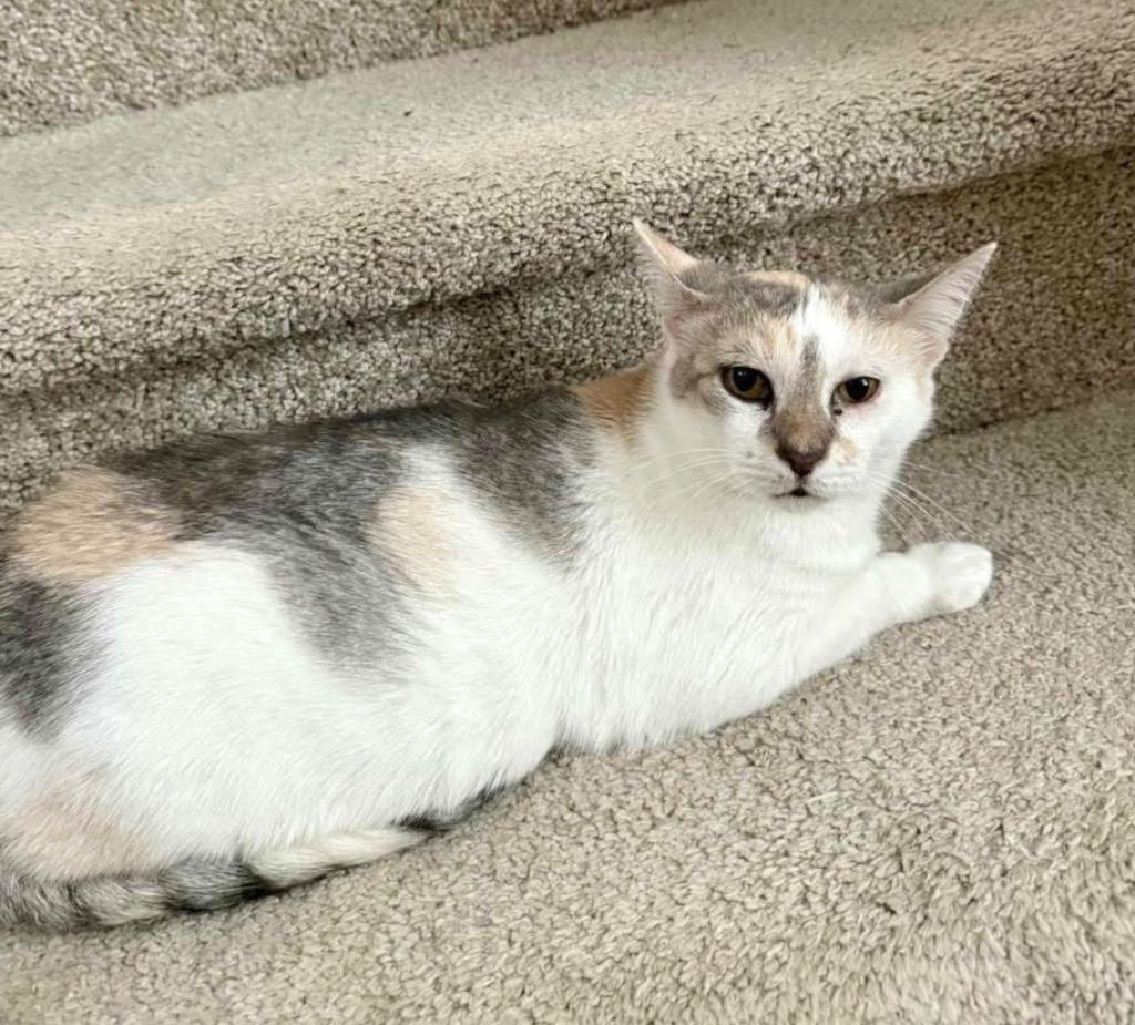 Enlarge Daphne, a Adoptable Domestic Short Hair in Augusta, GA image 6/6