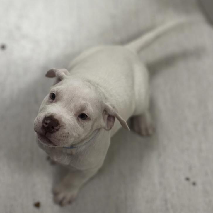 Enlarge Queso, a Adoptable mixed breed in Shinnston, WV image 1/2