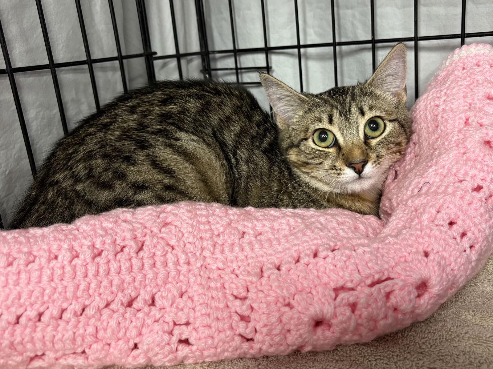 Chrysanthemum, Adopted, Young Female Domestic Short Hair.