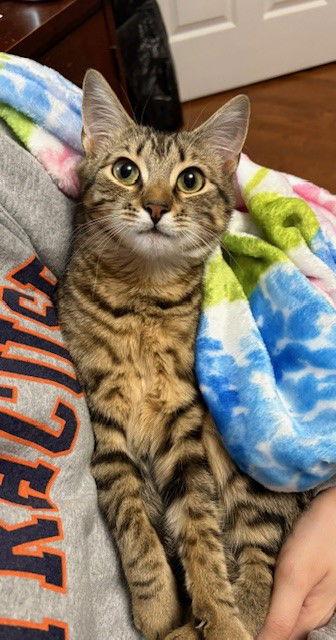 Enlarge Chrysanthemum, a Adopted Domestic Short Hair in Furlong, PA image 2/3
