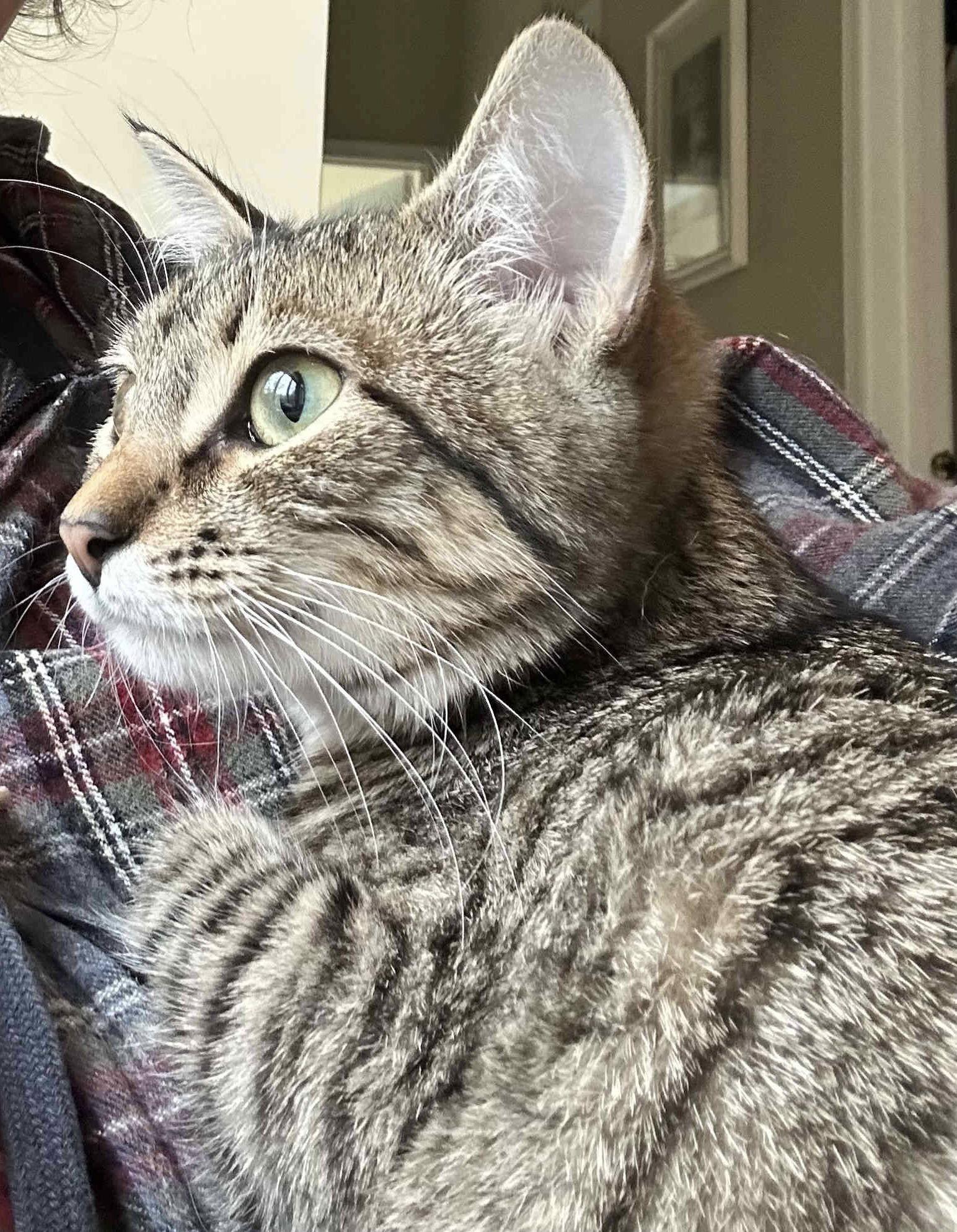 Enlarge Chrysanthemum, a Adopted Domestic Short Hair in Furlong, PA image 3/3