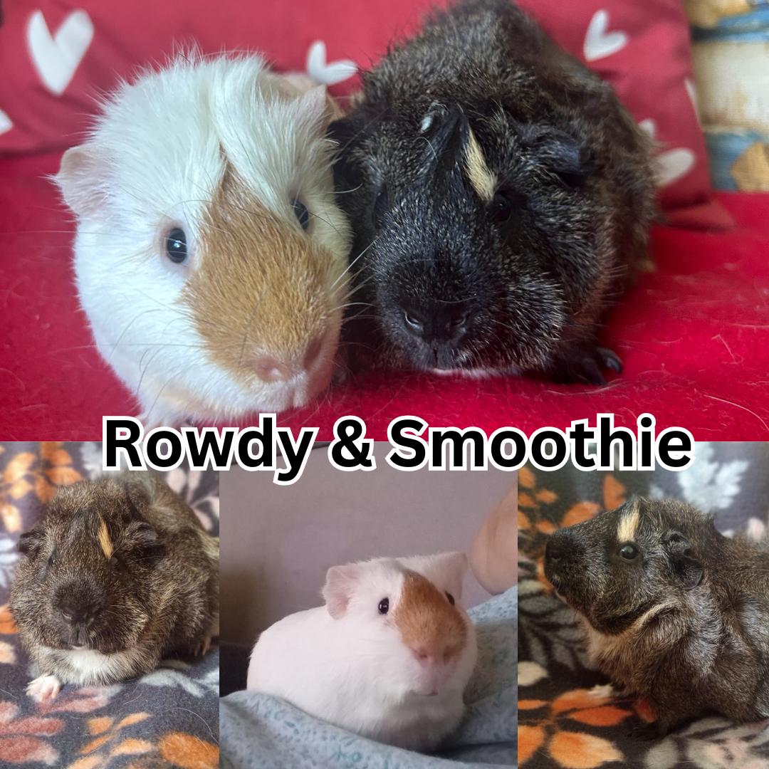 Rowdy & Smoothie, Adoptable, Young Male Abyssinian & Guinea Pig.