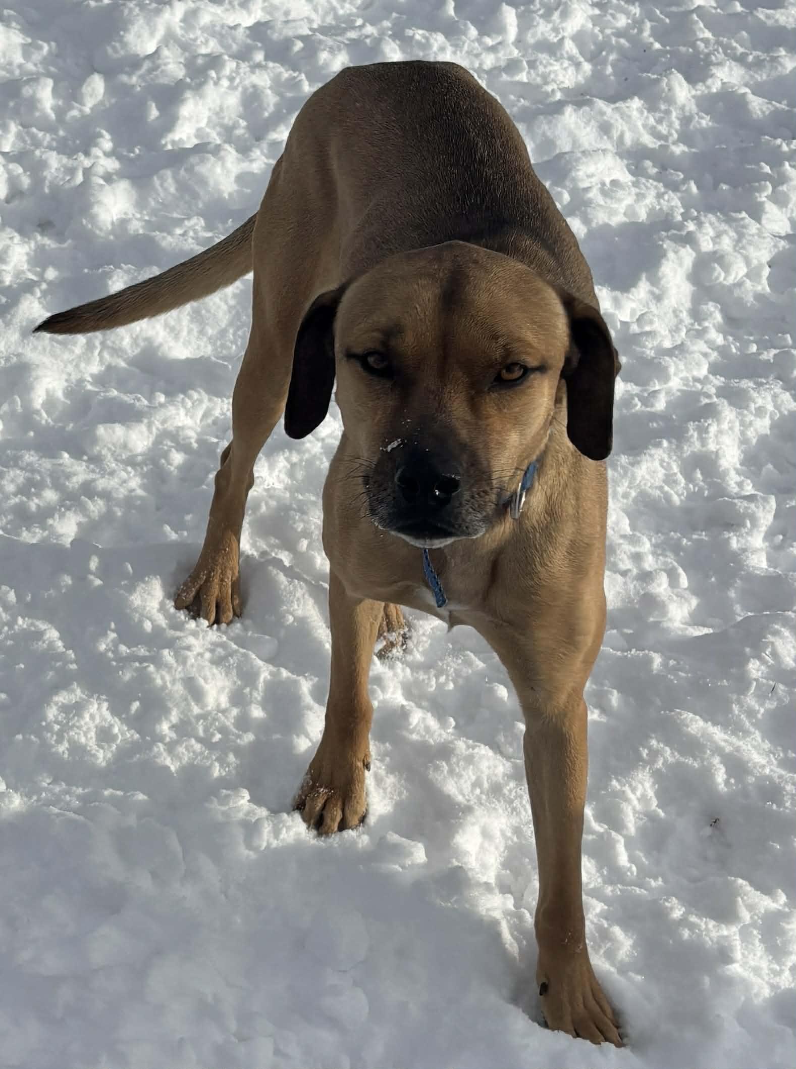 Enlarge Abby, a Adoptable mixed breed in Okemah, OK image 2/6