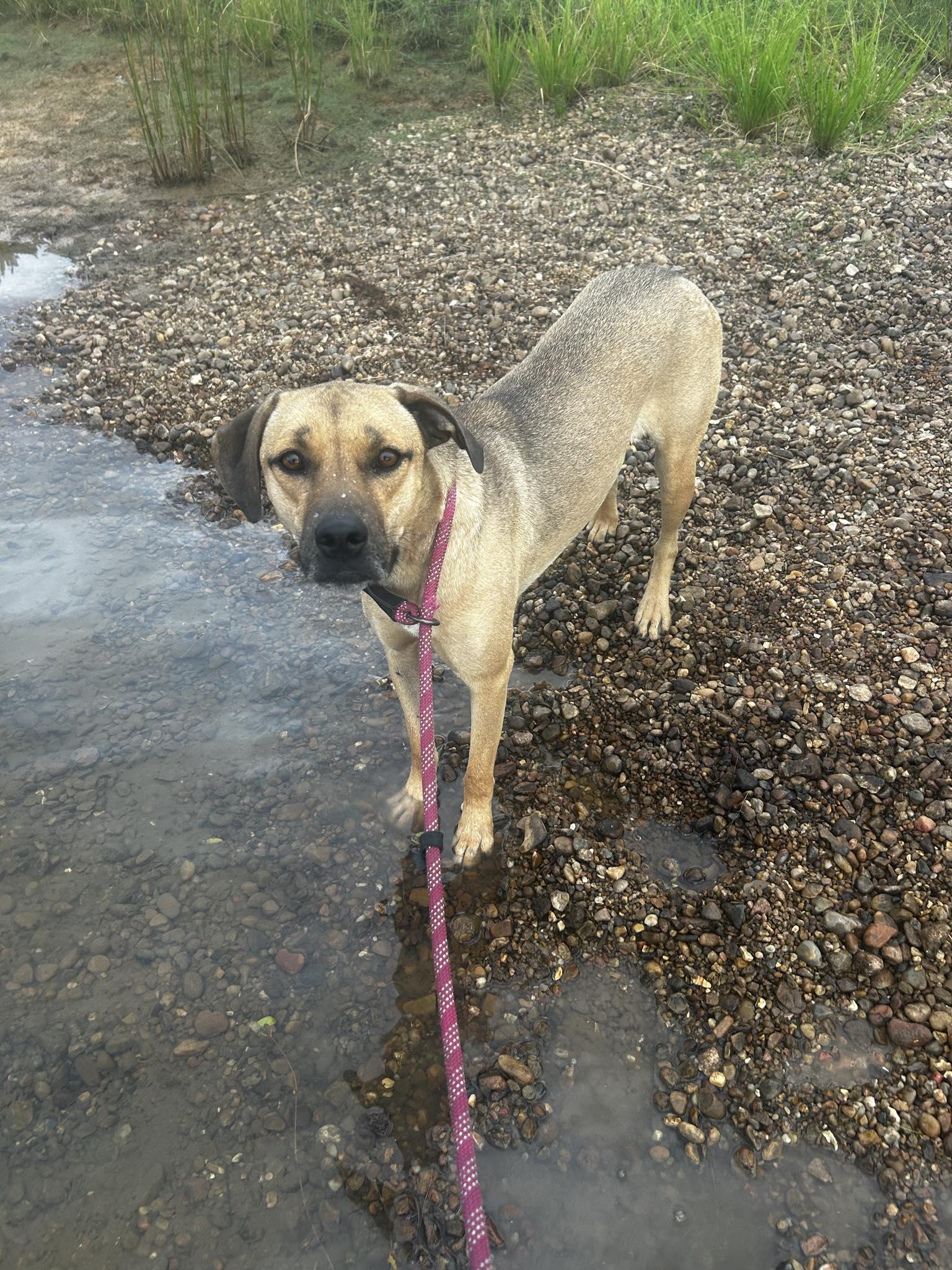 Enlarge Abby, a Adoptable mixed breed in Okemah, OK image 6/6