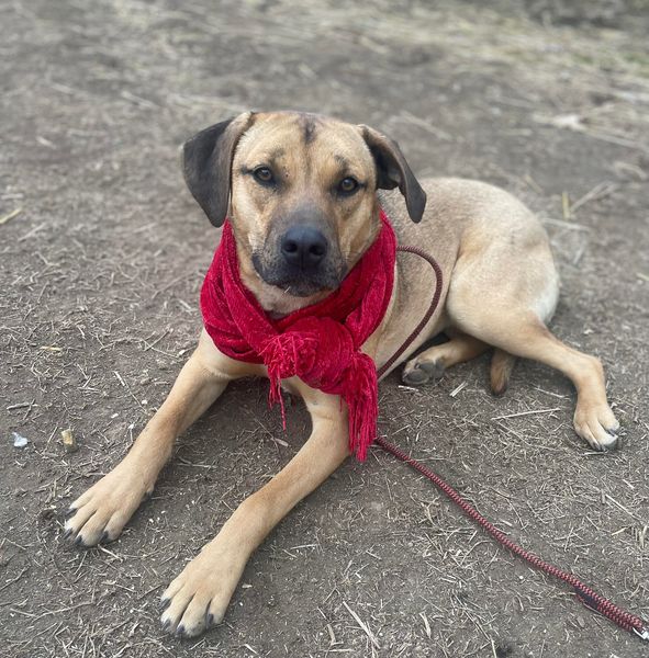 Enlarge Abby, a Adoptable mixed breed in Okemah, OK image 2/6