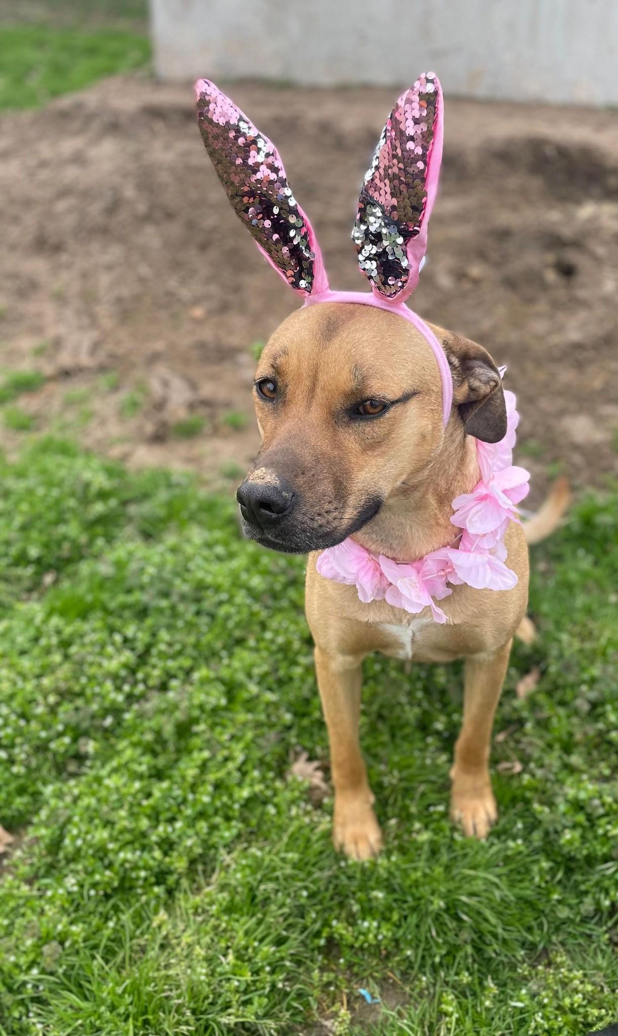 Enlarge Abby, a Adoptable mixed breed in Okemah, OK image 1/6