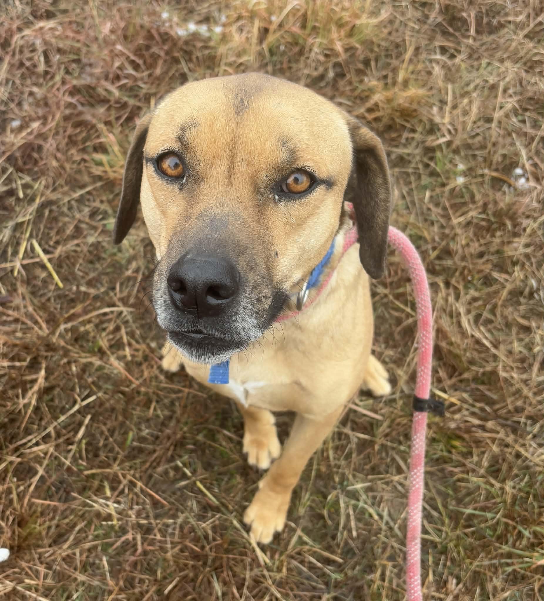 Enlarge Abby, a Adoptable mixed breed in Okemah, OK image 4/6