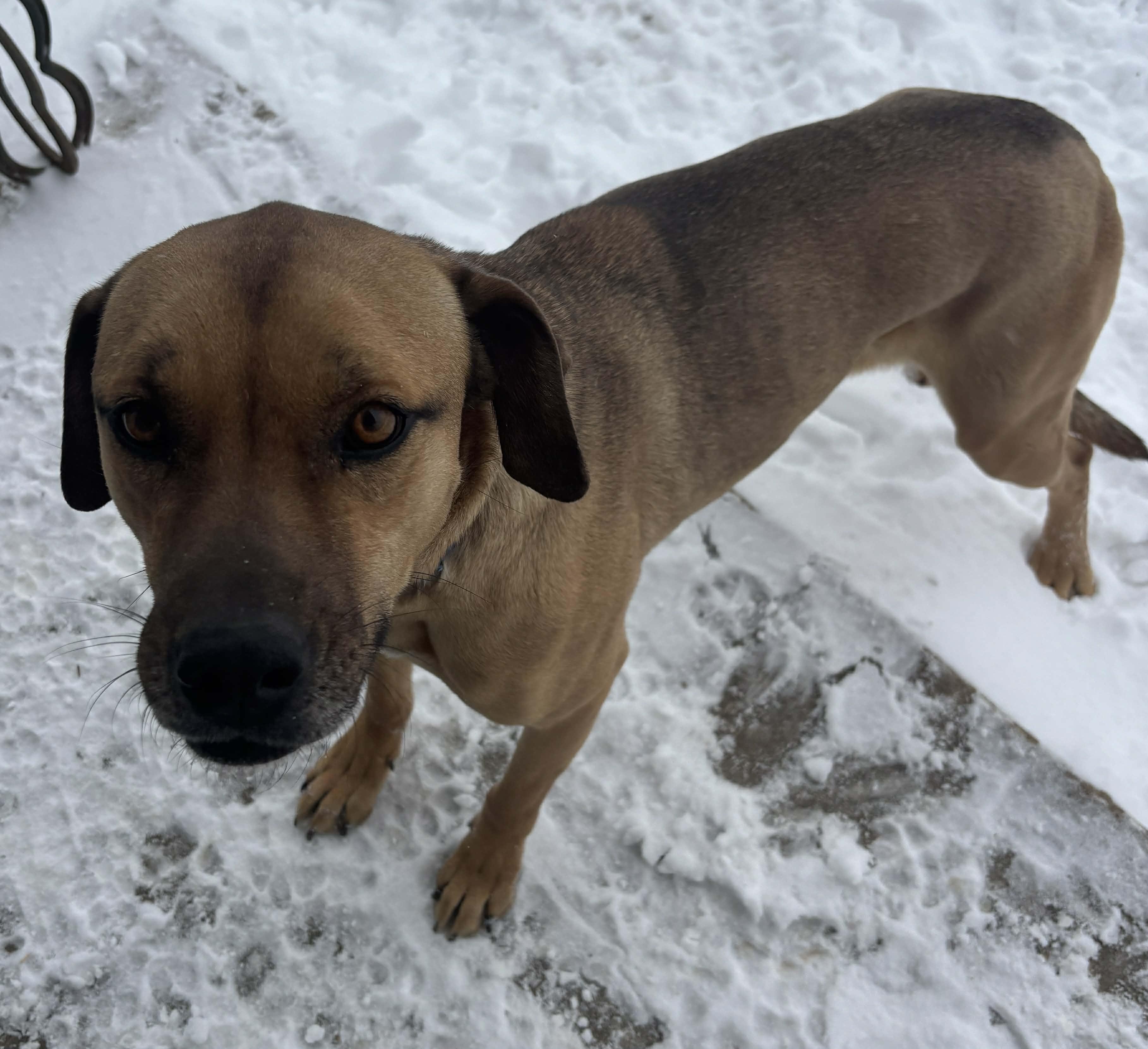 Abby, Adoptable, Adult Female Mixed Breed & Labrador Retriever.