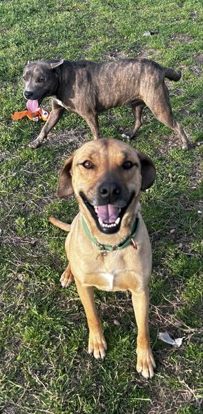 Enlarge Abby, a Adoptable mixed breed in Okemah, OK image 6/6